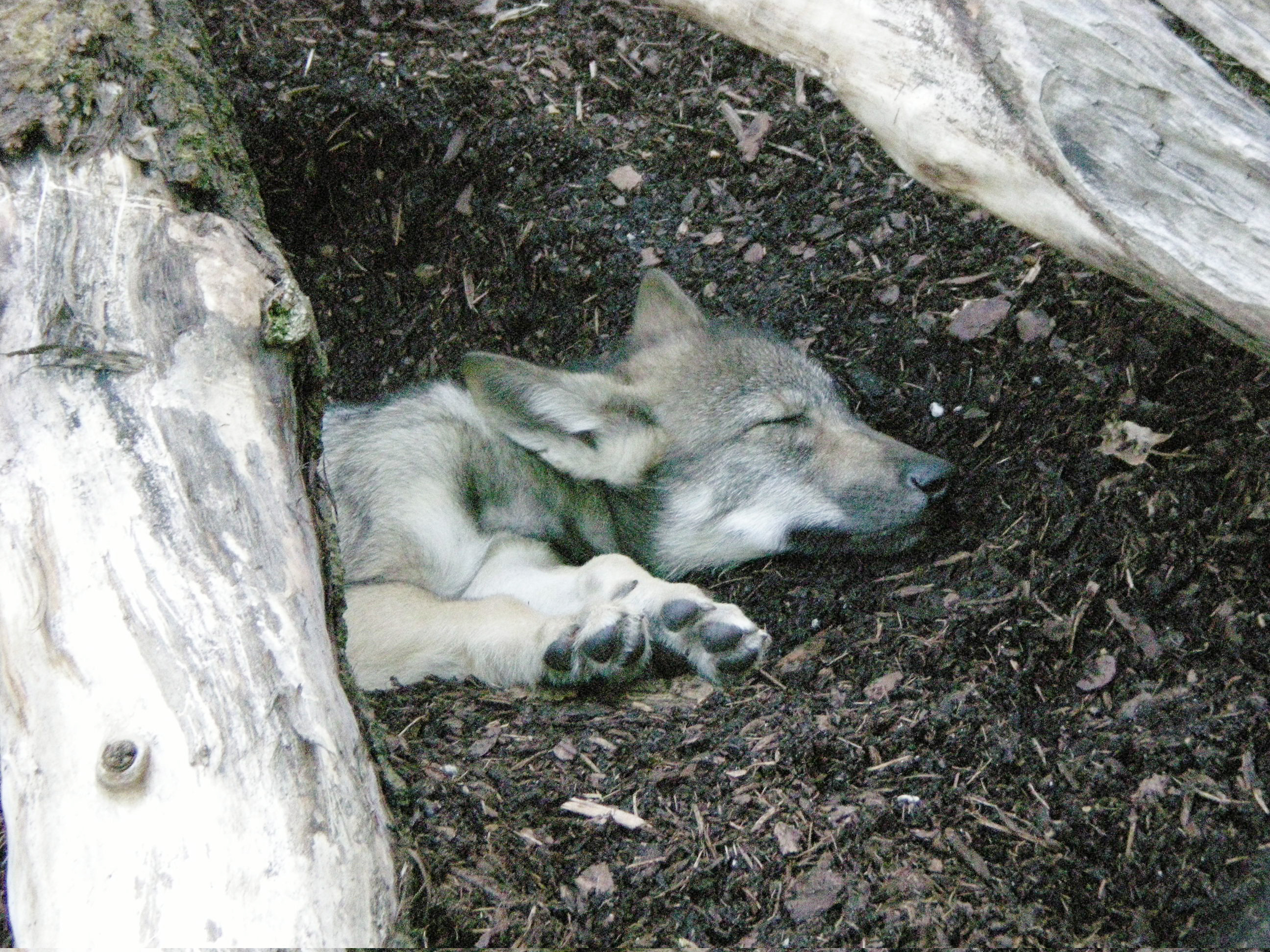 Wolfs puppy sleeping (1027616936).jpg